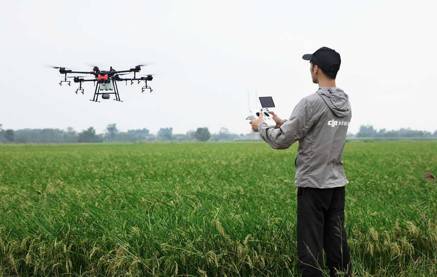A boy controlling a drone with the drone controller. He is monitoring the drone flying at low height at a paddy field with green stemps sprouted with paddy grains.
